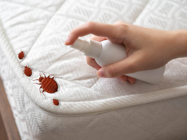 Best Mosquito Control Services  in Tyndall Af, FL