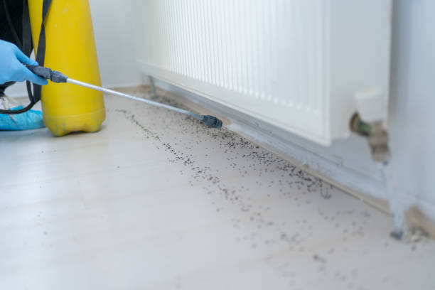 Best Flea Control Services  in Tyndall Af, FL